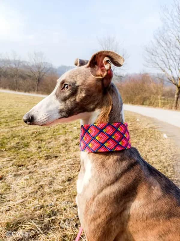 Nachhaltiges Hundezubehör aus Deutschland online kaufen