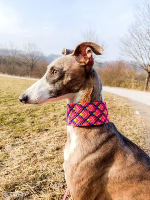 Nachhaltiges Hundezubehör aus Deutschland online kaufen