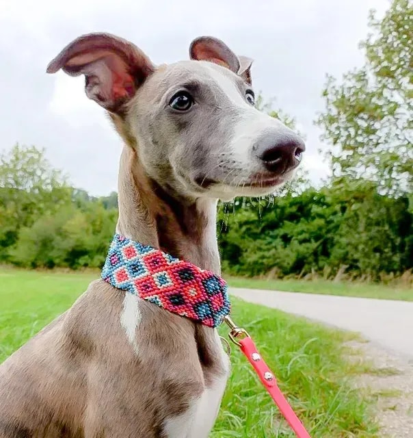 Maßgefertigtes Hundezubehör aus Deutschland kaufen